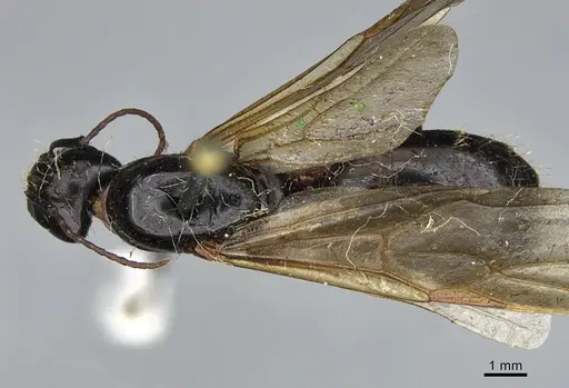 Camponotus maritimus - CASENT0923690