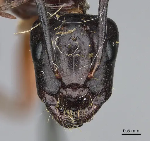 Camponotus maritimus - CASENT0923690