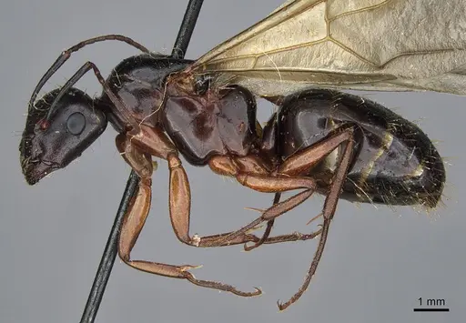 Camponotus maritimus - CASENT0923690