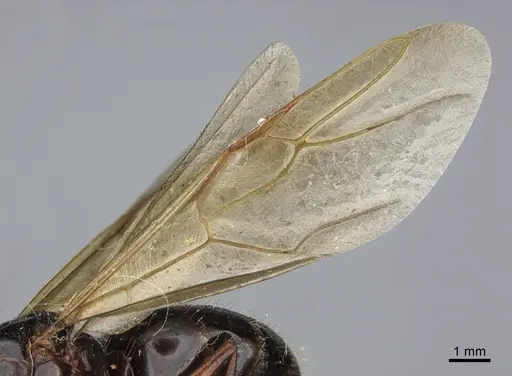 Camponotus maritimus - CASENT0923690