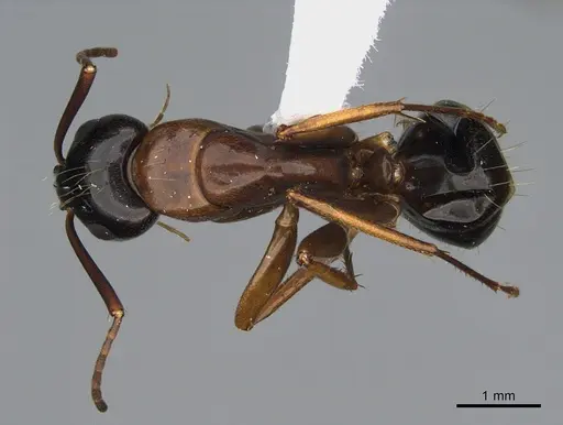 Camponotus maritimus - CASENT0923691