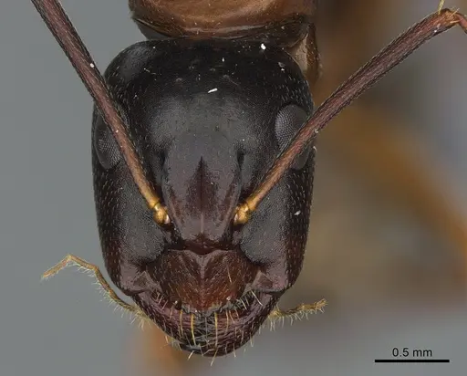 Camponotus maritimus - CASENT0923691