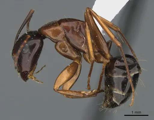 Camponotus maritimus - CASENT0923691