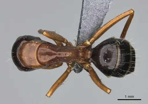 Camponotus maritimus - CASENT0923692