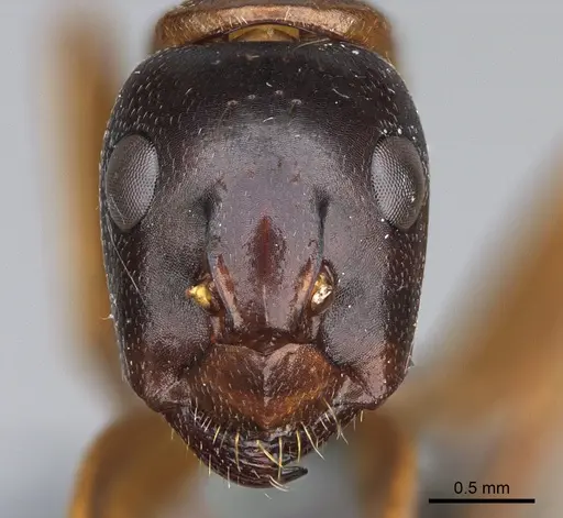 Camponotus maritimus - CASENT0923692