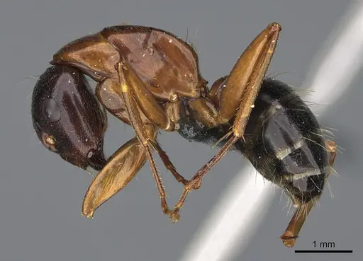 Camponotus maritimus - CASENT0923692