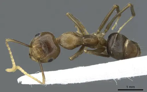 Camponotus maschwitzi specimen