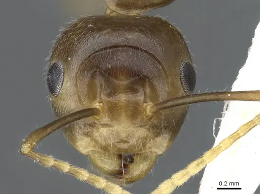 Camponotus maschwitzi specimen