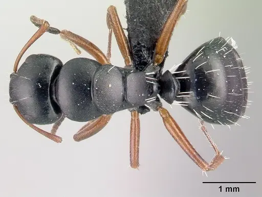 Camponotus matsilo specimen