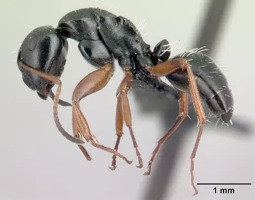 Camponotus matsilo specimen