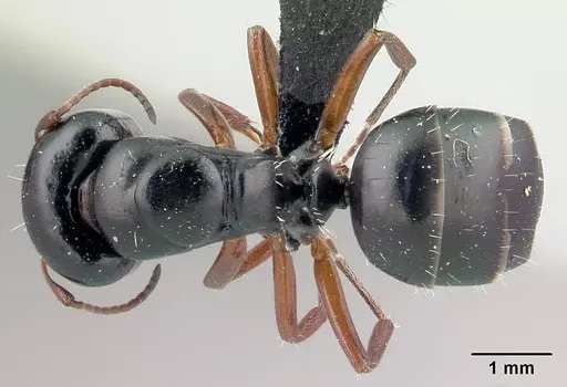 Camponotus matsilo - CASENT0178919