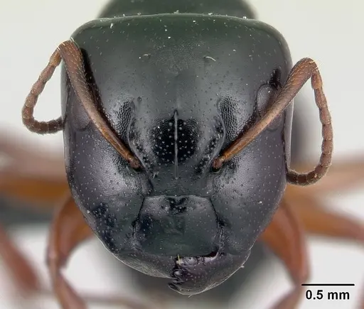 Camponotus matsilo - CASENT0178919