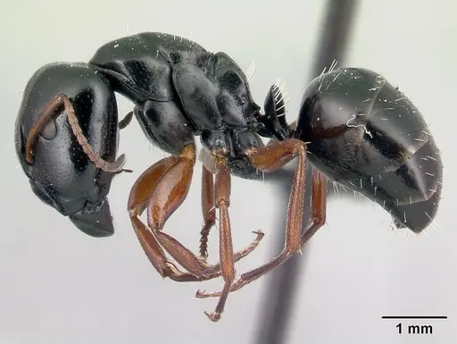 Camponotus matsilo - CASENT0178919