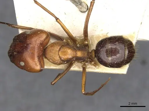Camponotus maxwellensis specimen