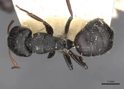 Camponotus maynei specimen