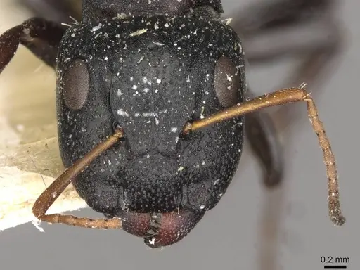 Camponotus maynei specimen