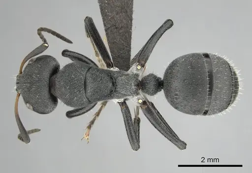 Camponotus mayri specimen