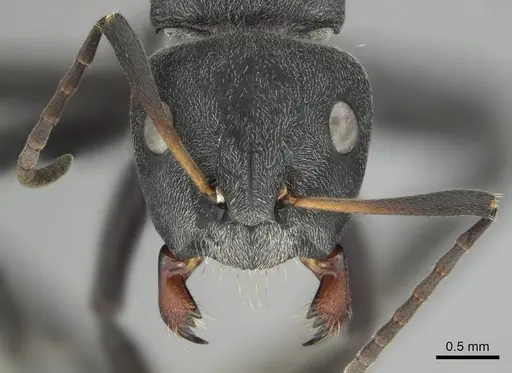 Camponotus mayri specimen
