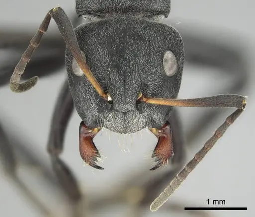 Camponotus mayri specimen