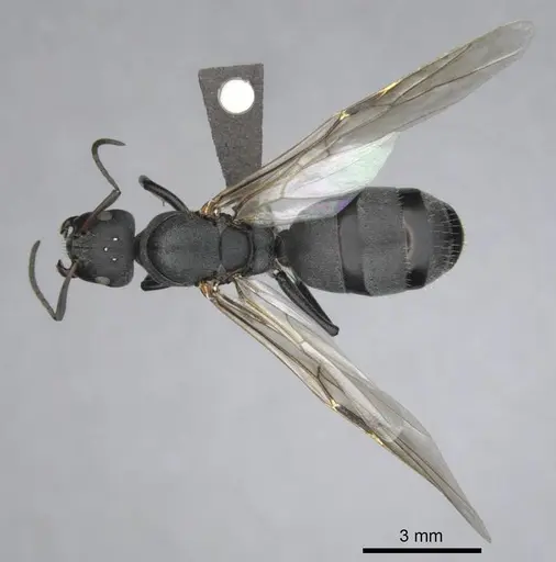 Camponotus mayri - CASENT0251422