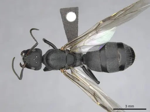 Camponotus mayri - CASENT0251422