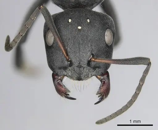 Camponotus mayri - CASENT0251422