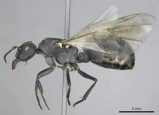 Camponotus mayri - CASENT0251422