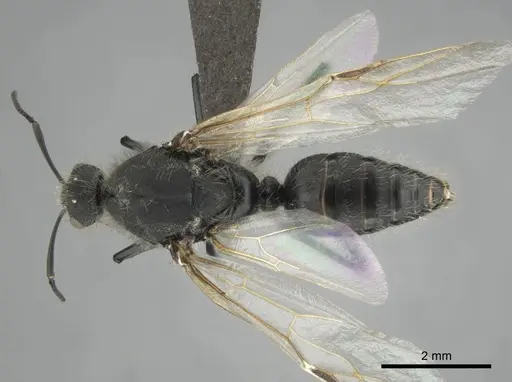 Camponotus mayri - CASENT0251423