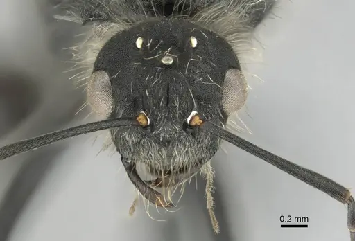 Camponotus mayri - CASENT0251423