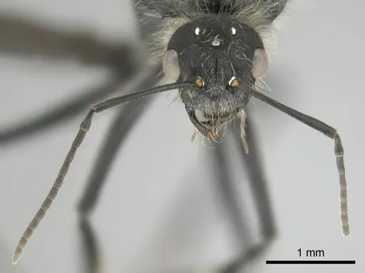 Camponotus mayri - CASENT0251423