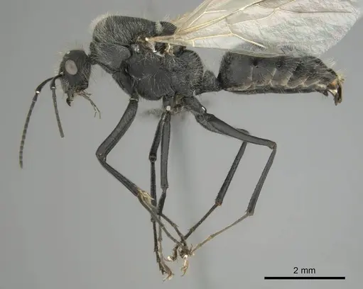 Camponotus mayri - CASENT0251423