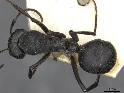 Camponotus mayri - CASENT0910445