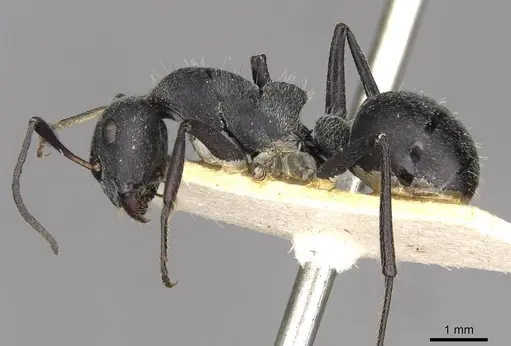 Camponotus mayri - CASENT0910445