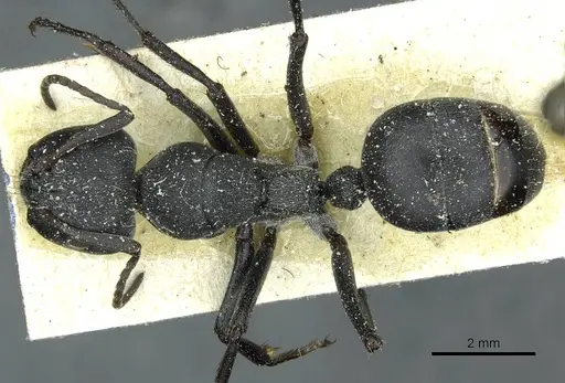 Camponotus mayri - CASENT0911866