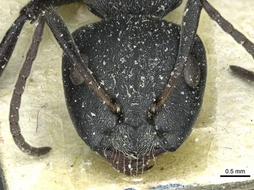 Camponotus mayri - CASENT0911866