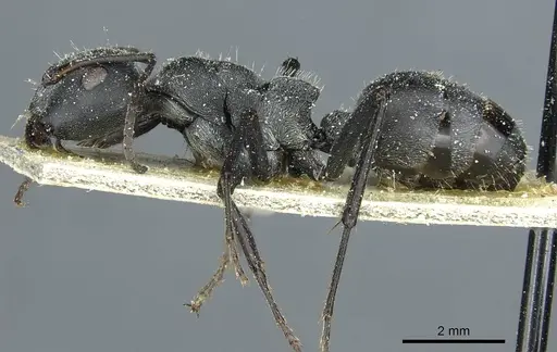 Camponotus mayri - CASENT0911866