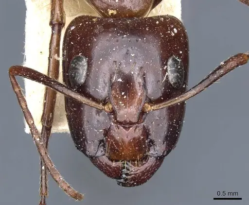 Camponotus medeus specimen
