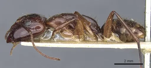 Camponotus medeus specimen