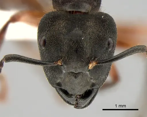 Camponotus megalonyx specimen