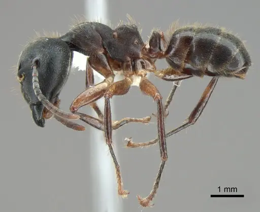 Camponotus megalonyx specimen