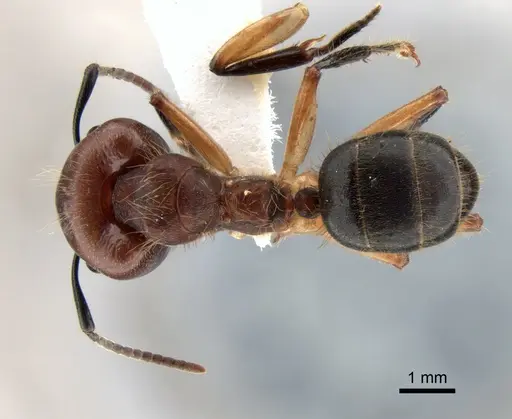Camponotus megalonyx - CASENT0882008