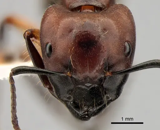 Camponotus megalonyx - CASENT0882008