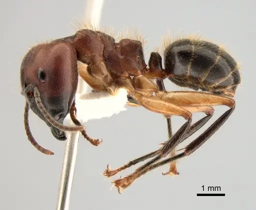 Camponotus megalonyx - CASENT0882008