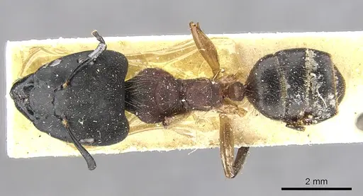 Camponotus megalonyx - CASENT0903575