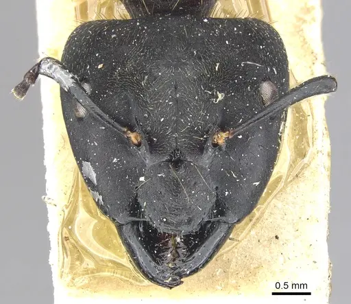 Camponotus megalonyx - CASENT0903575