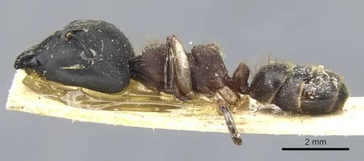 Camponotus megalonyx - CASENT0903575