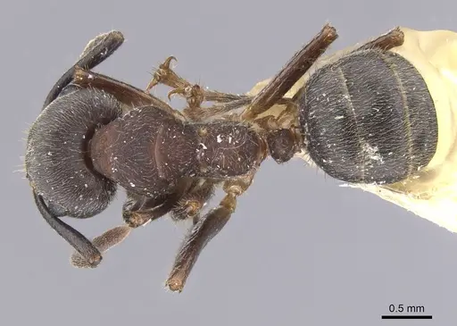 Camponotus megalonyx - CASENT0913753