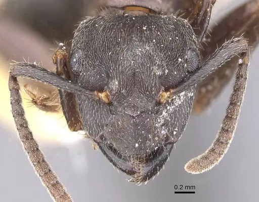 Camponotus megalonyx - CASENT0913753