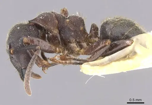 Camponotus megalonyx - CASENT0913753