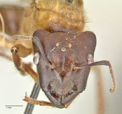 Camponotus megalonyx - FOCOL2399